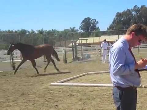 Gazelle ISF KWPN-NA Keuring 2014 (UB 40 x Rabiola by Metall)