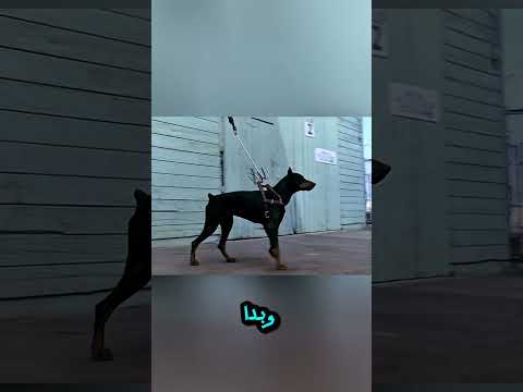 كل حركة تزيد الخطر… والمشهد الأخير صادم! 😱🤯🔥