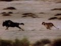 Wild Animals Lions Chase Wildebeest