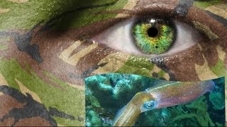 Squid camouflage skin provides stealth coating for soldiers at night