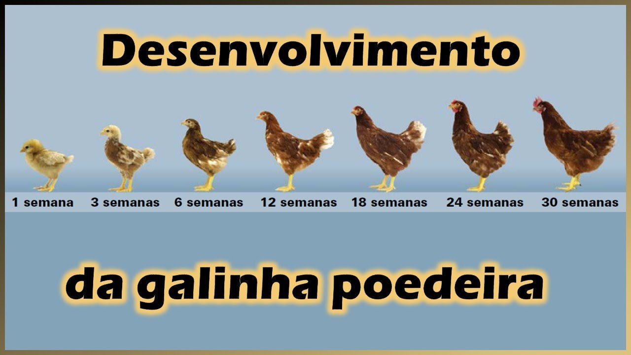 Crescimento da galinha poedeira: o que acontece do nascimento até a fase adulta