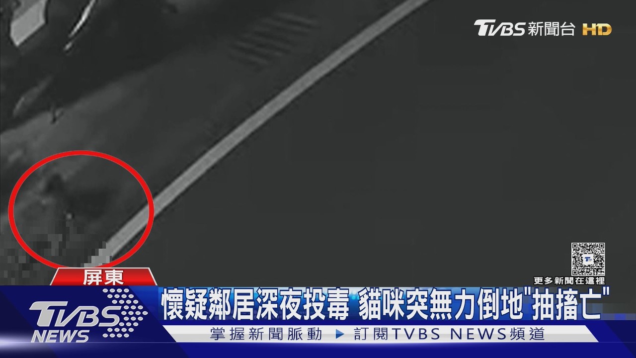 影音/曾揚言殺貓! 控鄰居深夜投毒虐殺 飼主怒:2貓接連死亡