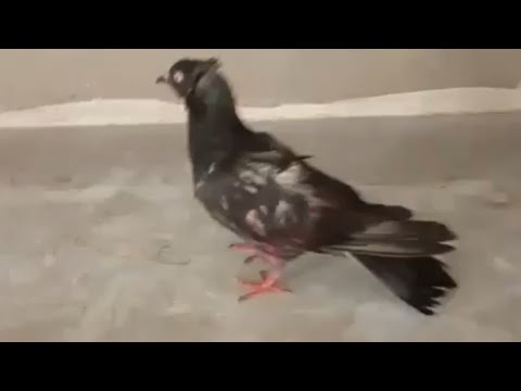 Dubai Pigeon Landing In Raining Shower  |Dubai Pigeons Sports