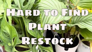 🌱 Lowes Restock 🌱 Big Box Houseplant Shopping 🌱 Hard to Find Plants for Collectors 🌱