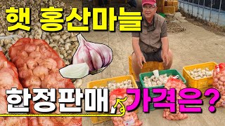 2024년 햇 홍산마늘 한정판매합니다. 산지직송 가격은? - red garlic sales