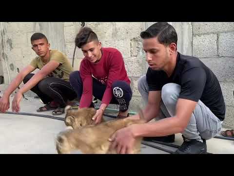Lion cubs raised as pets on Gaza rooftop