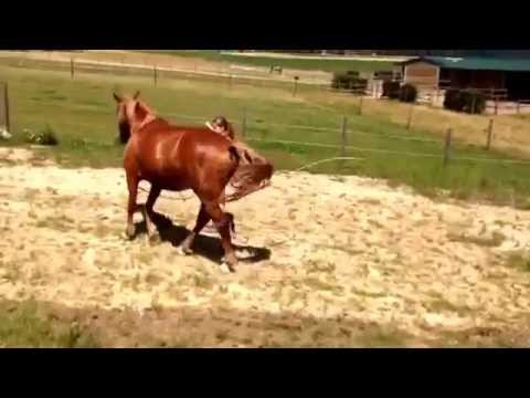 Corallino - summer fun