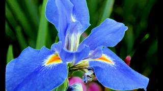 Jimmie Dale Gilmore -  "Santa Fe Thief"