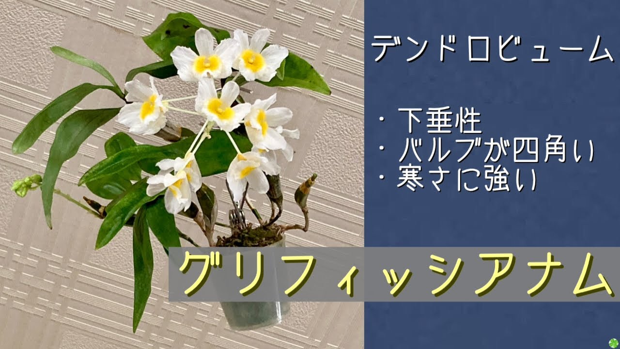 2026年4月3日　デンドロビューム《グリフィッシアナム》　下垂性　強健種　バルブの肩から花茎が出る　黄色い花🌼が主流