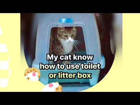 My cat know how to use her toilet ( litter box )