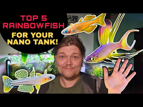 THE TOP 5+ SMALL & EASY RAINBOWFISH FOR NANO AQUARIUMS! Peaceful & Great for Beginners or Pros!