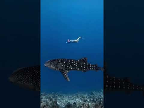 Gius - Into The Blue (Originale Mix)