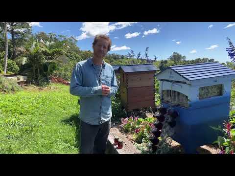 Live Honey Waterfall Harvest