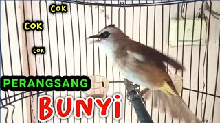 Download lagu PANCINGAN TRUCUKAN GACOR PERANGSANG BUNYI BURUNG TRUCUK BIAR CEPAT BUNYI GACOR SIANG MALAM HARI mp3