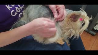 How to get Mats out of your Yorkie