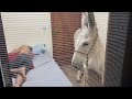 CHARLLES ACORDA TIRINGA COM UMA JUMENTINHA NO SEU QUARTO COMÉDIA SELVAGEM