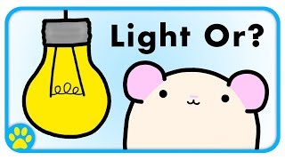 Do Hamsters Need Light At Night? by ErinsAnimals