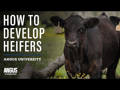 , title : 'How to Develop Heifers - Heifer Development 101'