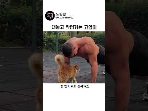 대놓고 작업거는 고양이