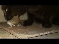 Helpless Mouse Eaten By Black Cat