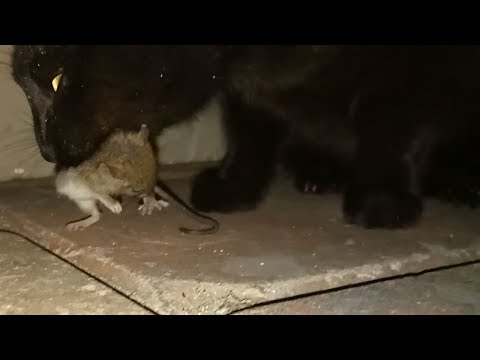 Helpless mouse eaten by black cat