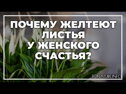 Почему желтеют листья у женского счастья? | toNature.Info