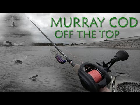 Murray Cod - Surface Session