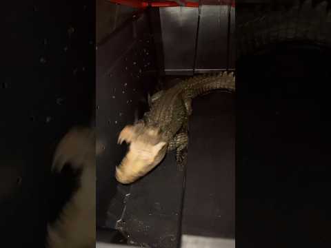 Cranky African Dwarf Crocodile! #shorts #short #foryou #crocodile #reptiles #animals #wildlife