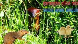 Download lagu Garangan pikat jernih mix suara garangan dan anak ayam terbaru TANPA IKLAN mp3 Download lagu Garangan pikat jernih mix suara garangan dan anak ayam terbaru TANPA IKLAN mp3