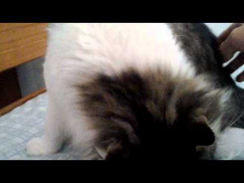 Cat goes "crazy" after being pet behind tail