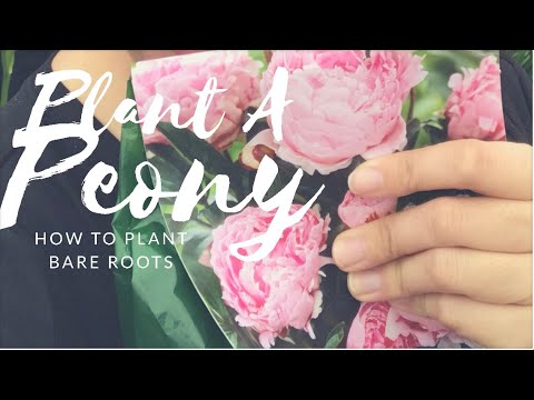 download lagu mp3 mp4 Planting Peony Roots In Spring, download lagu Planting Peony Roots In Spring gratis, unduh video klip Planting Peony Roots In Spring