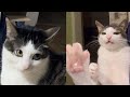 Funny Moments of Cats | Funny Video Compilation - Fails Of The Week #30