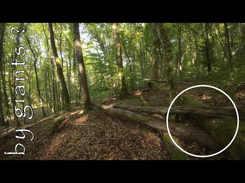 La Forêt de Champigneulles ~ #Champigneulles 18 2025