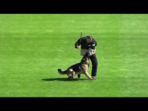 2021 SV BSZS TSB 1029 EZ Jack Daniels von Arlett