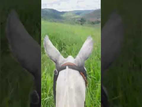 100 alq.valor 60 mil por alq.doc.escriturada no Pará Município de Cumaru do Norte zap.91982165639