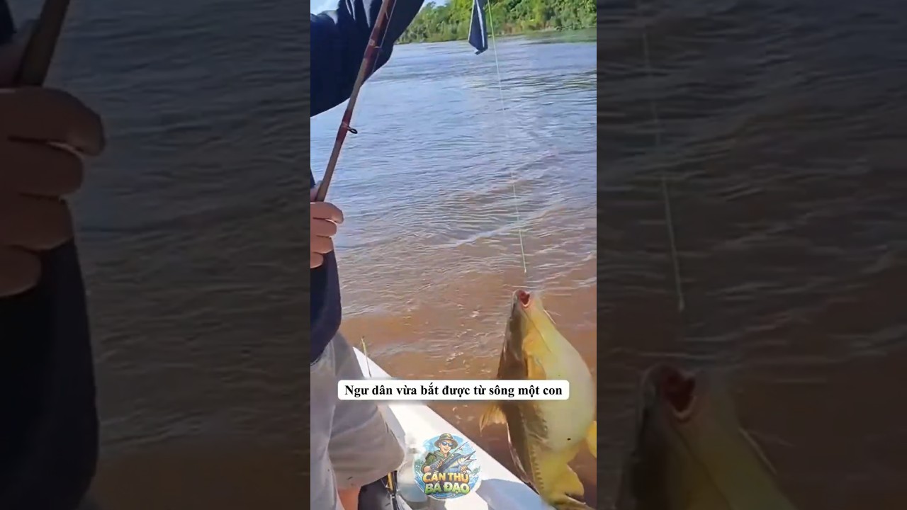 Bí mật bên trong bụng cá chép khổng lồ