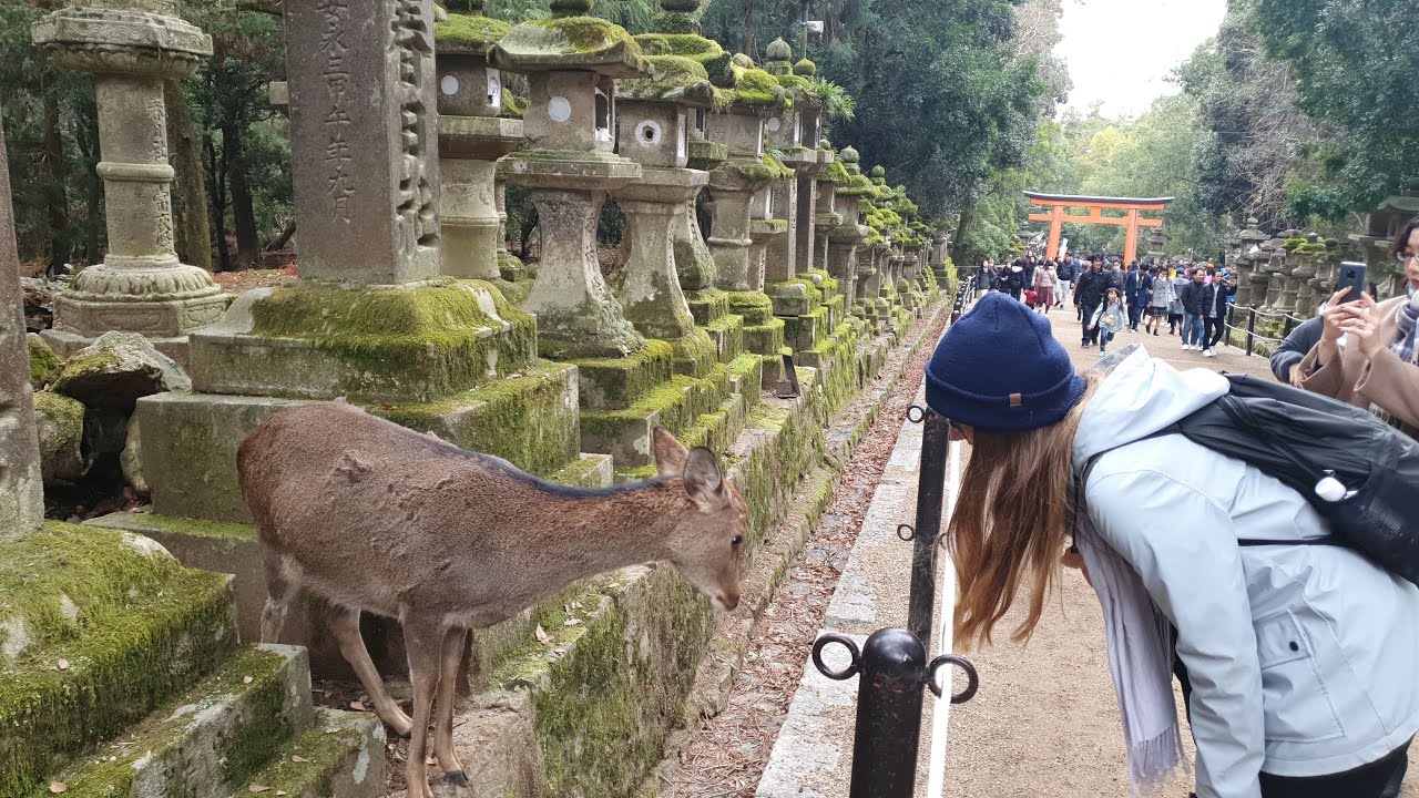 Experience the serene beauty of Yoshikien Garden with a tourist in this captivating video.