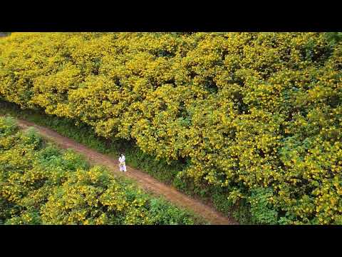 Đi qua tuổi thanh xuân Sheet - Tâm Như