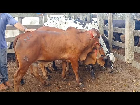 FEIRA DE GADO DE CAMPO GRANDE-AL 07/03/2026 GADO de luxo com alta nos preços. 