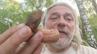 Scarletina boletes or dotted stem boletes (Neoboletus erythropus), traditionally eaten in S Poland