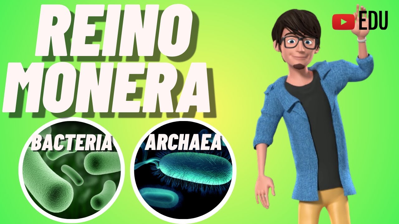 REINO MONERA | ARQUEAS E BACTÉRIAS | ANIMAÇÃO