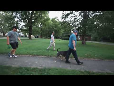 Tristan Gibson Dog Training video.