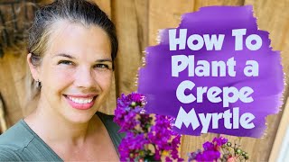 How to Plant a Crepe Myrtle Zone 6