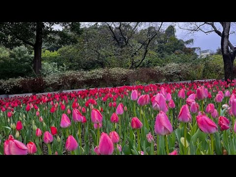 Beautiful Tulips | Egret Lake Tai Po Hongkong