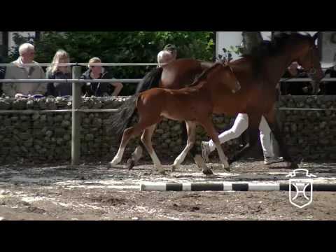 SL011 Hengstfohlen von Cash and Carry - Aljano - Landgraf I