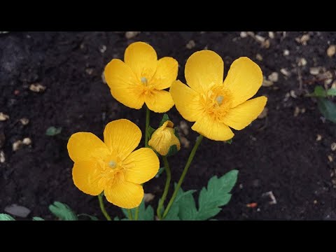 ABC TV | How To Make Buttercup Paper Flower From Crepe Paper - Craft Tutorial