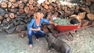 Dr. Lesli Preuss Parenting Tips with Karl the Pot-Bellied Pig