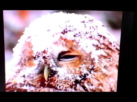 BBC review of 1994 Lillehammer Winter Olympic Games