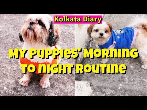 My Puppies' Morning To Night Routine Video