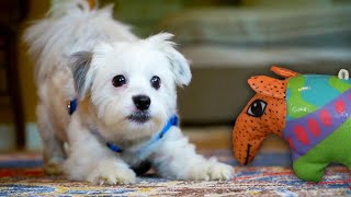 Já þetta dót er svona la la